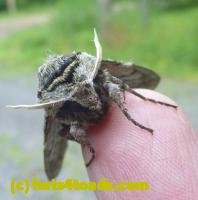 /home//u458753944/public_html/sourcegallery////Insects and small critters/butterflies and moths (Lepidoptera)/P1030437.JPG